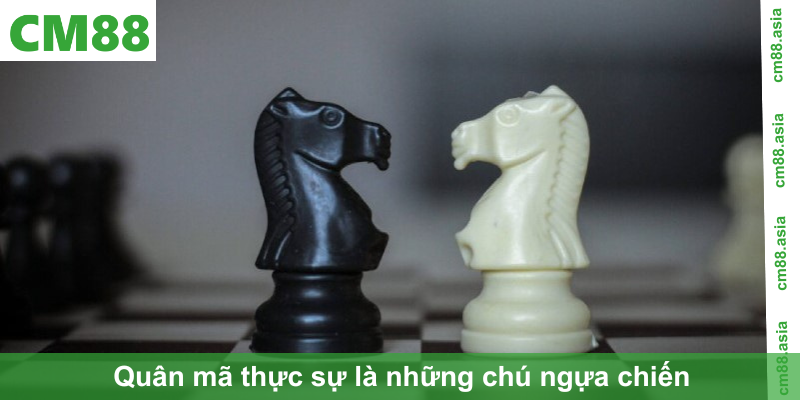 Quân mã thực sự là những chú ngựa chiến